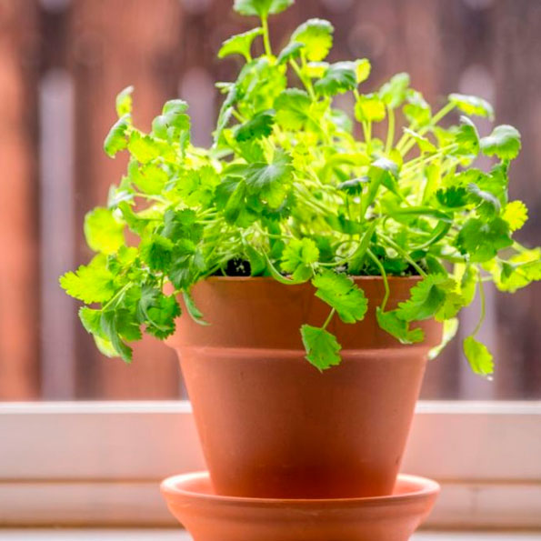 Cilantro o culantro