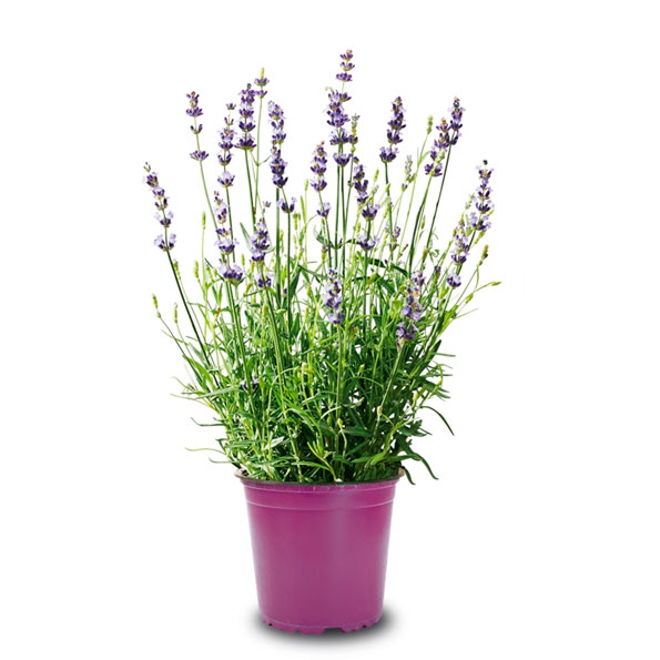 LAVANDA DENTATA