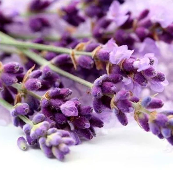 Lavanda M-17 Pp