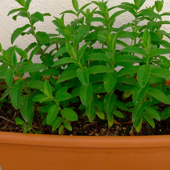 Menta