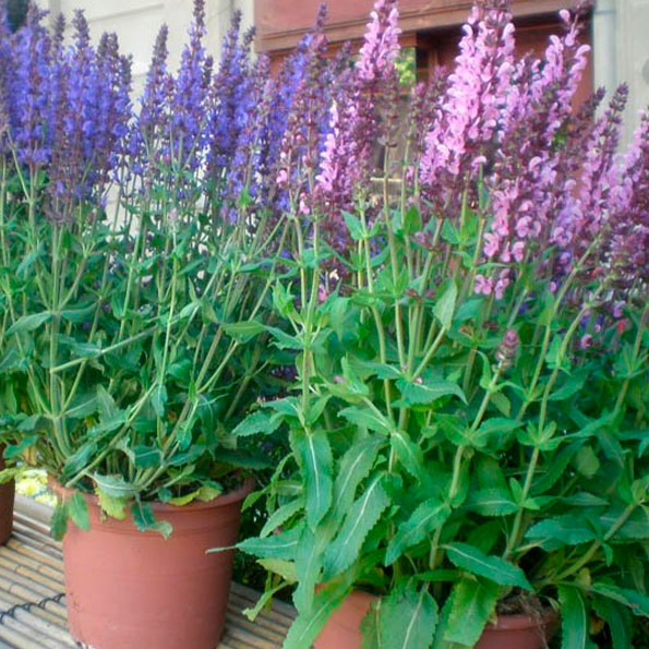 Salvia