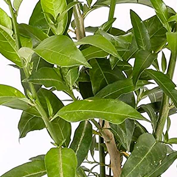 Galan De Noche M/17 (Cestrum N)