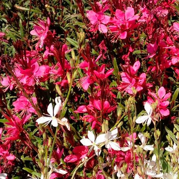 Gaura M/2.5 L
