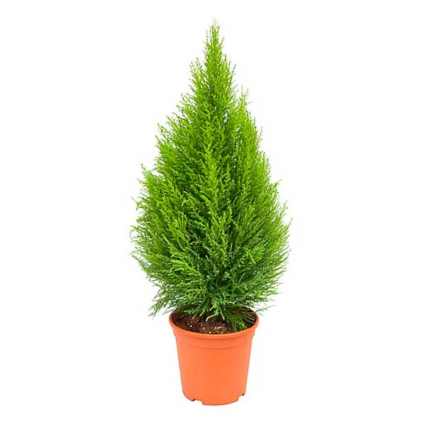 Cupressus gold cress