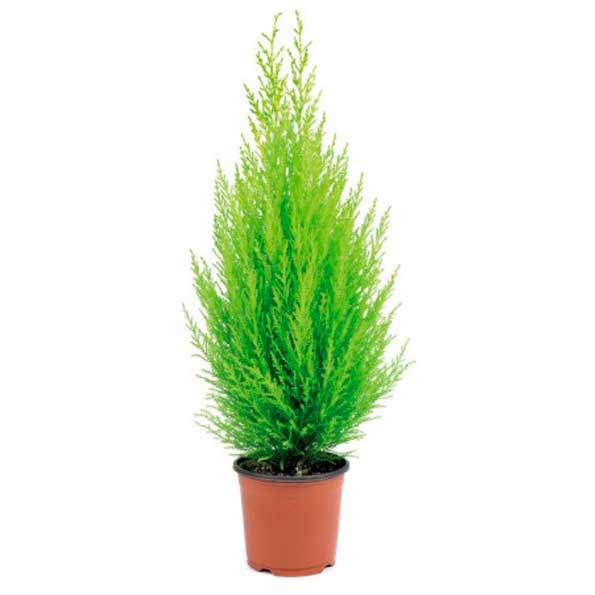 Cupressus piramidal