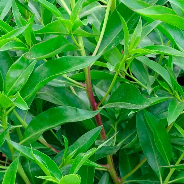Myoporum 