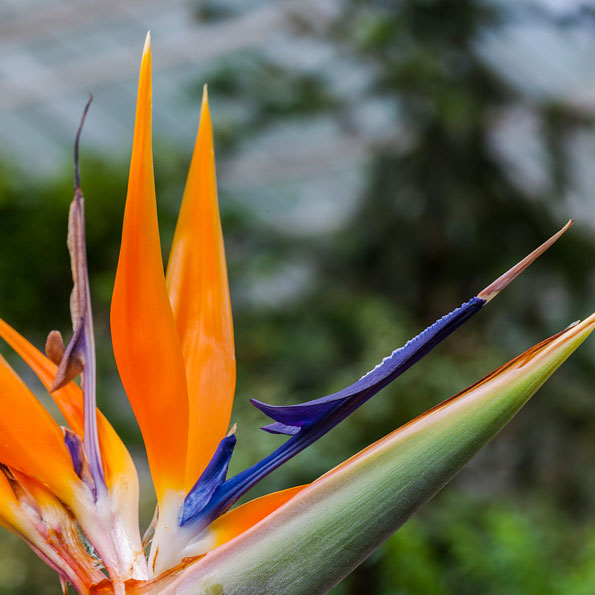 Sterlizias Flori 