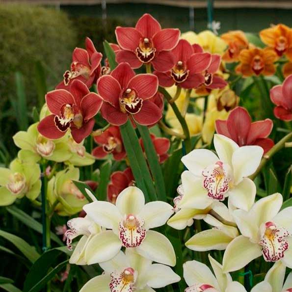 Cymbidium