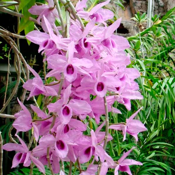 Demdrobium