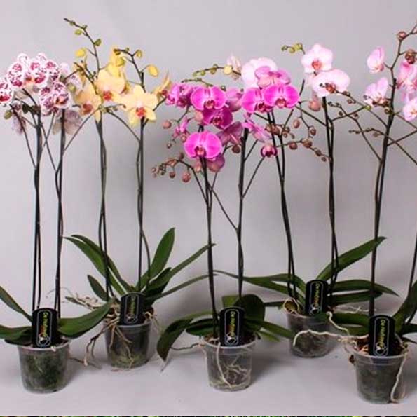Phalaenopsis