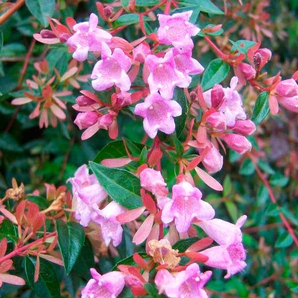 Abelia