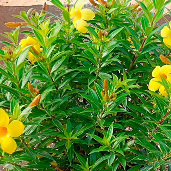 Allamanda