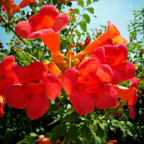 Bignonia capense
