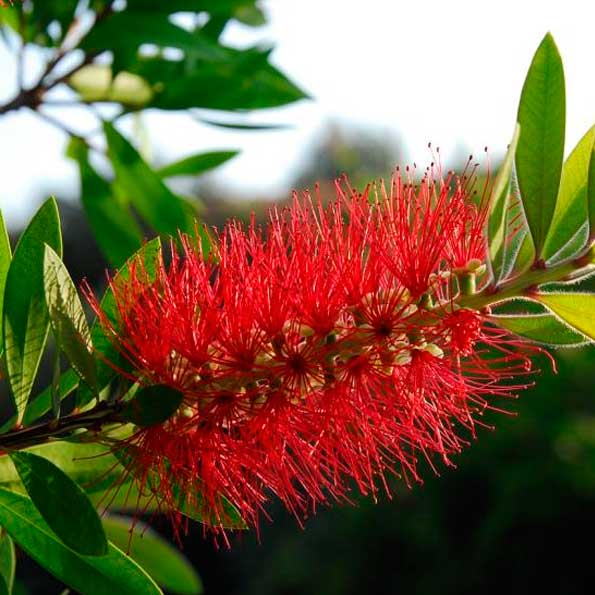 Callistemon