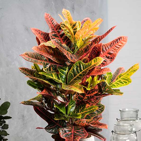 Croton