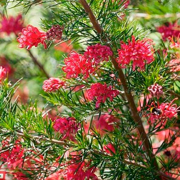 Grevillea juniperina