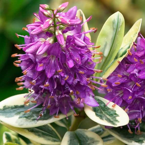 Hebes