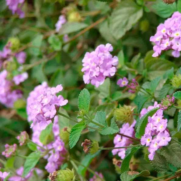 Lantana montevidensis