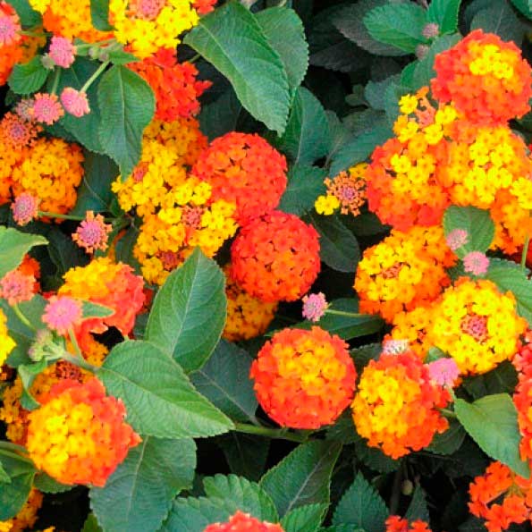 Lantanas camara 