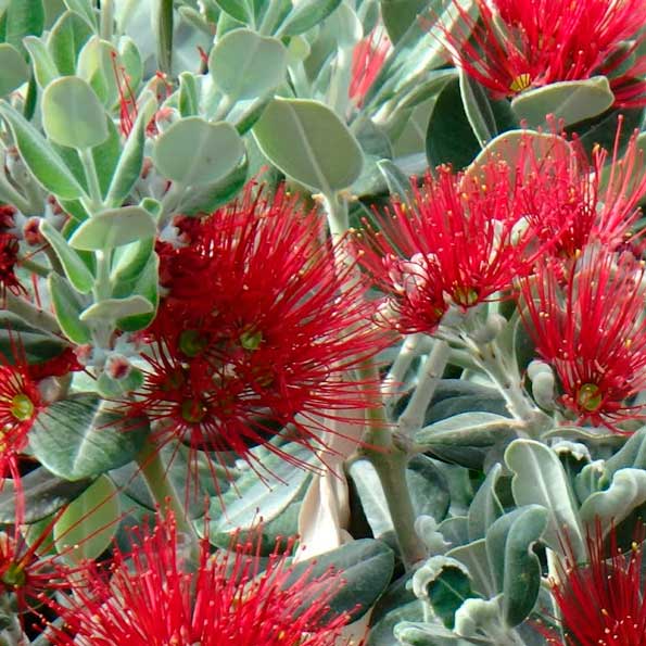 Metrosideros excelsa
