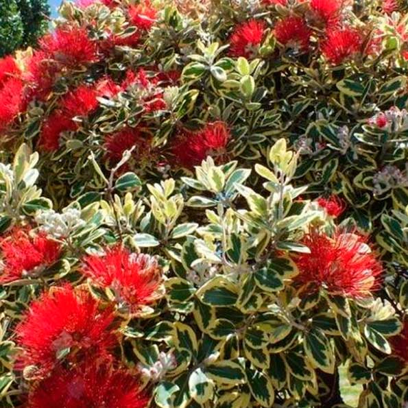 Metrosideros variegata