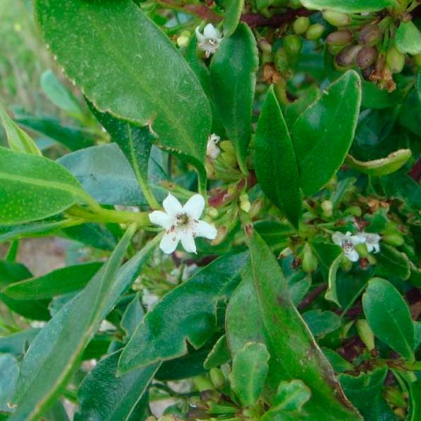 Myosporum