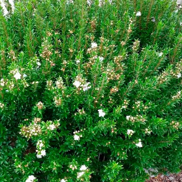 Myrtus