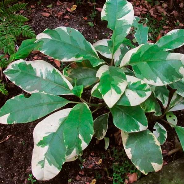 Pisonias