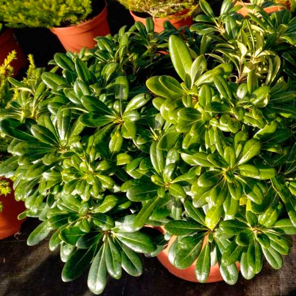 Pytosporum