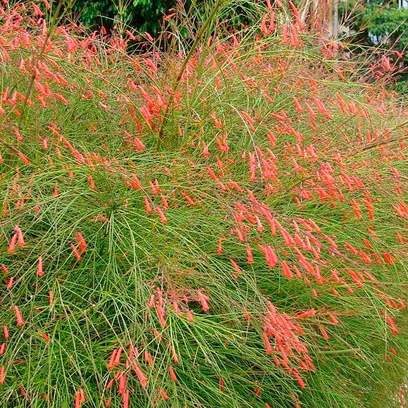Russelia