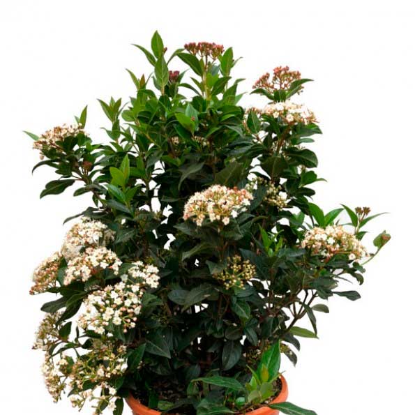 Viburnum