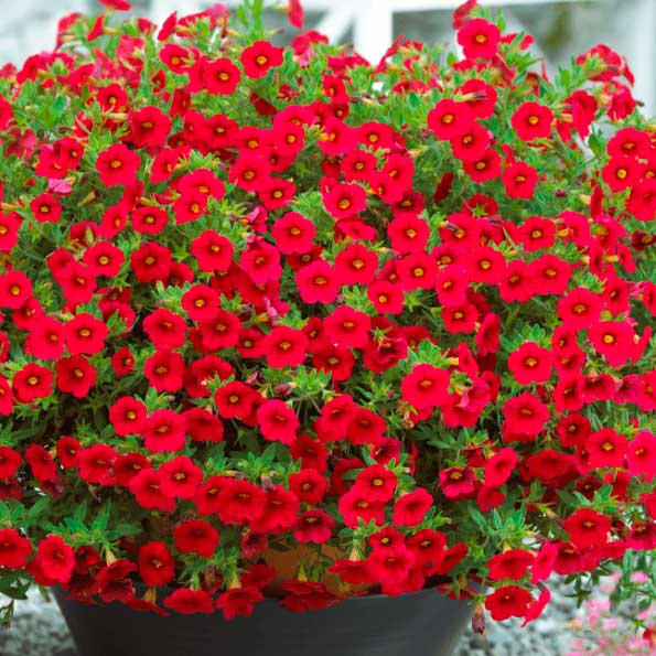 Carrilon calibrachoa