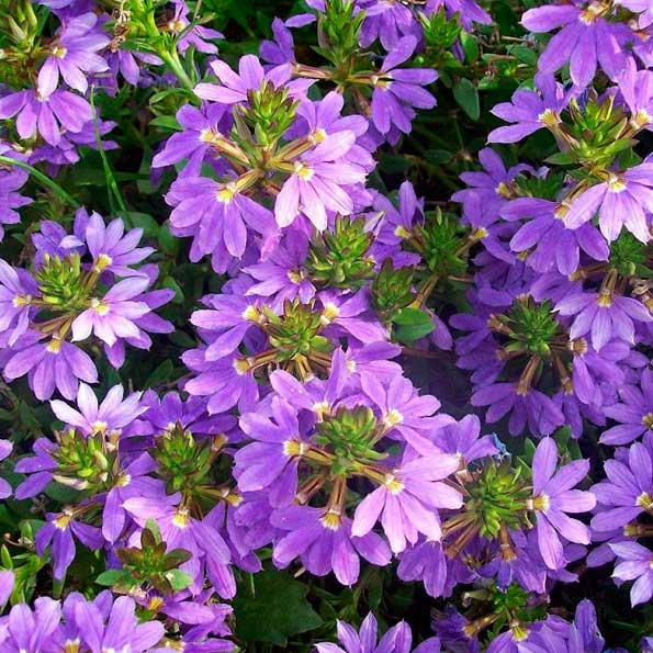 Escaevola