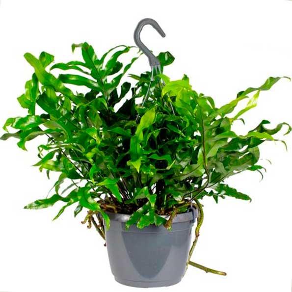 Mycrosorum helechos