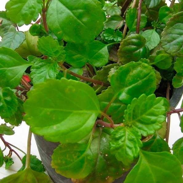 Planta del dinero