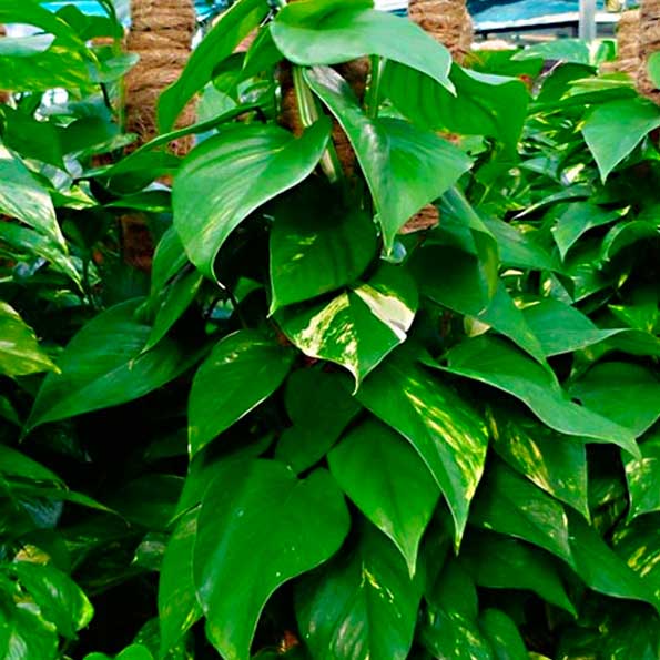 Pothos colgar