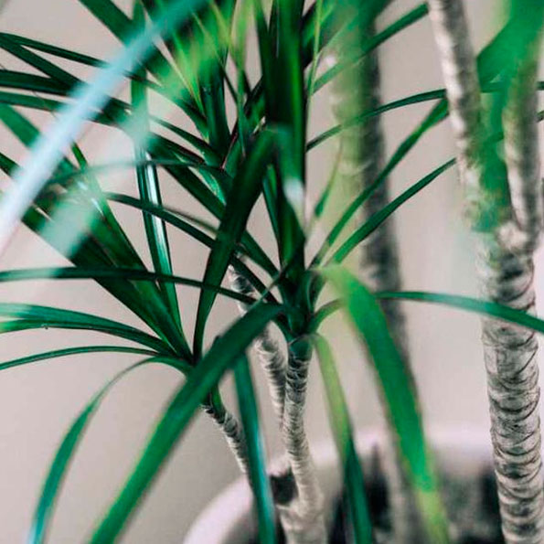 Dracaena Marginata M-11
