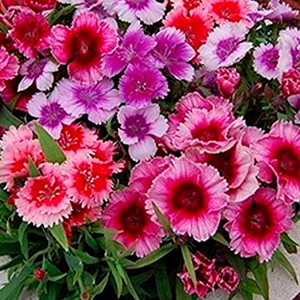 DIANTHUS