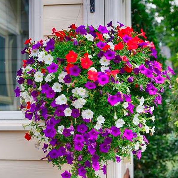 Petunias
