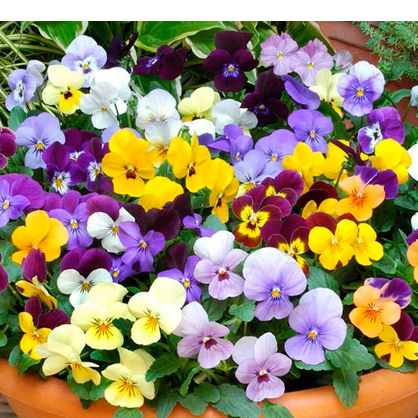 Violas