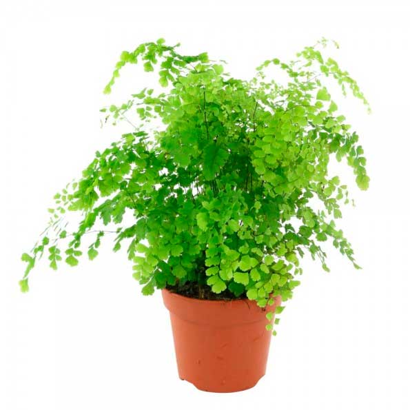 Adianthum