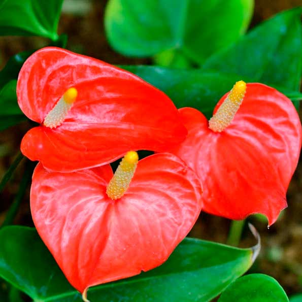 Anthurium