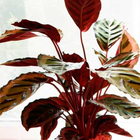 Chamaedorea