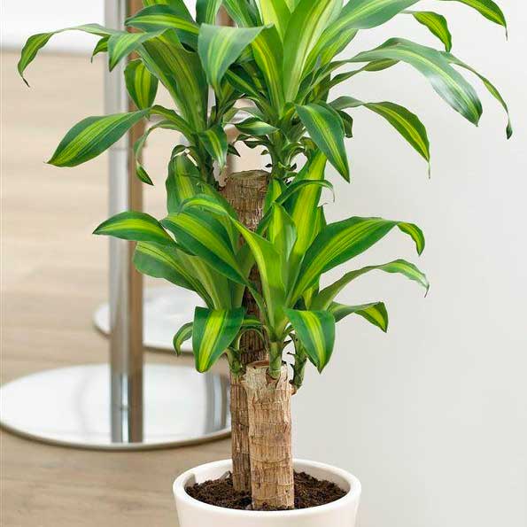 Dracaenna massageana