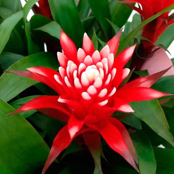 Guzmania
