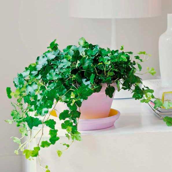 Hedera