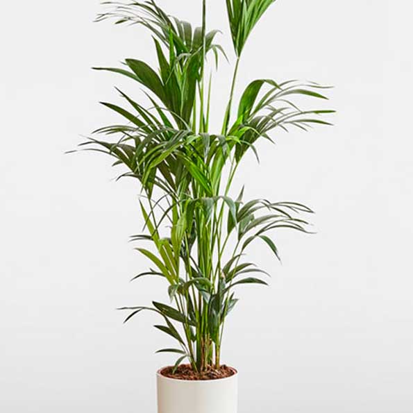 Kentias
