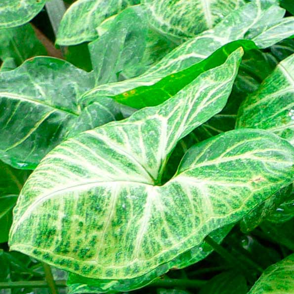 Syngonium