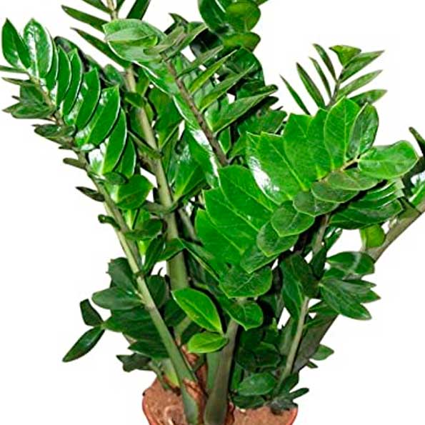 Zamioculca