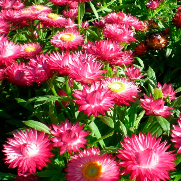 BRACTHEANTAS